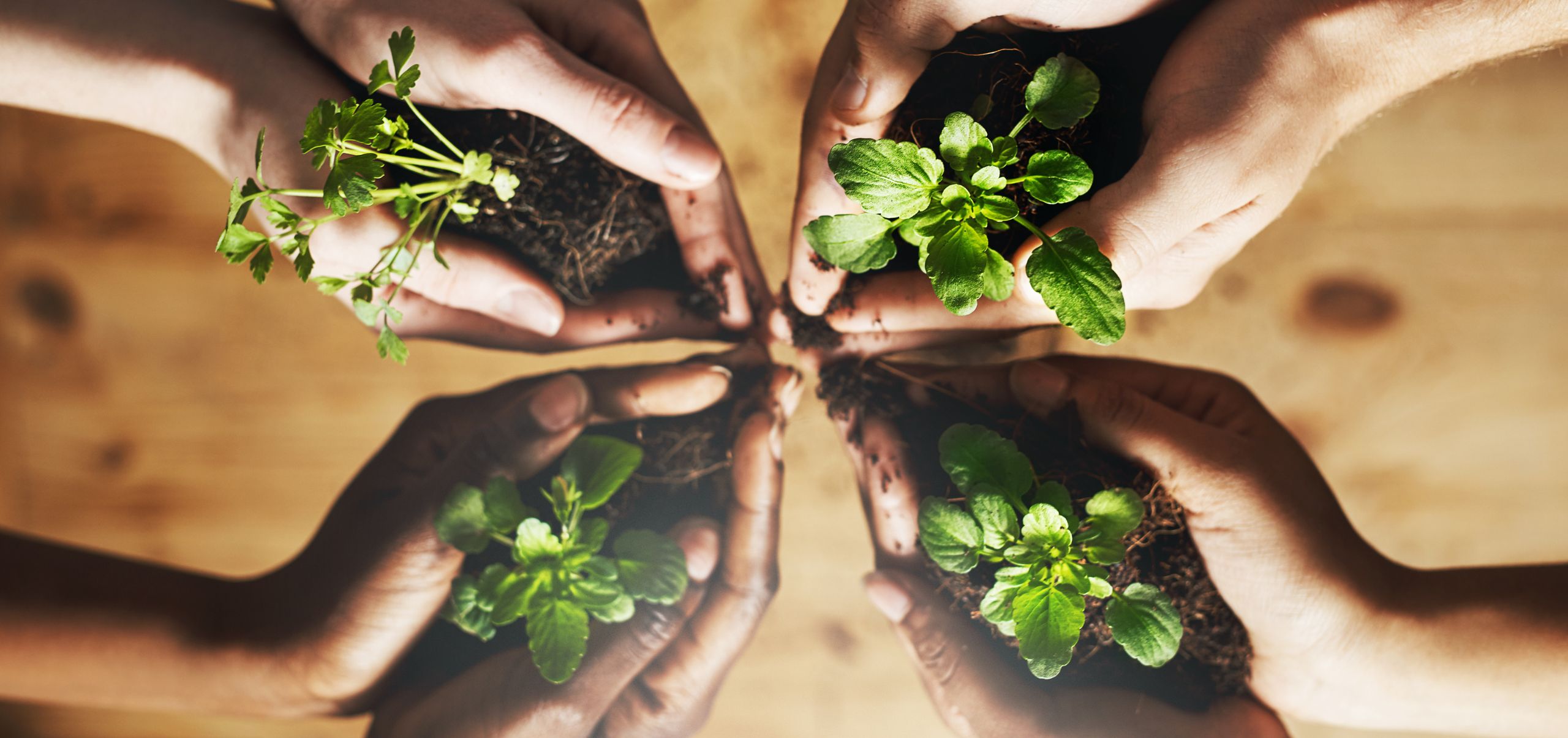 Four people holding a plant in soil together forming a cross shape, symbolizing teamwork in sustainability