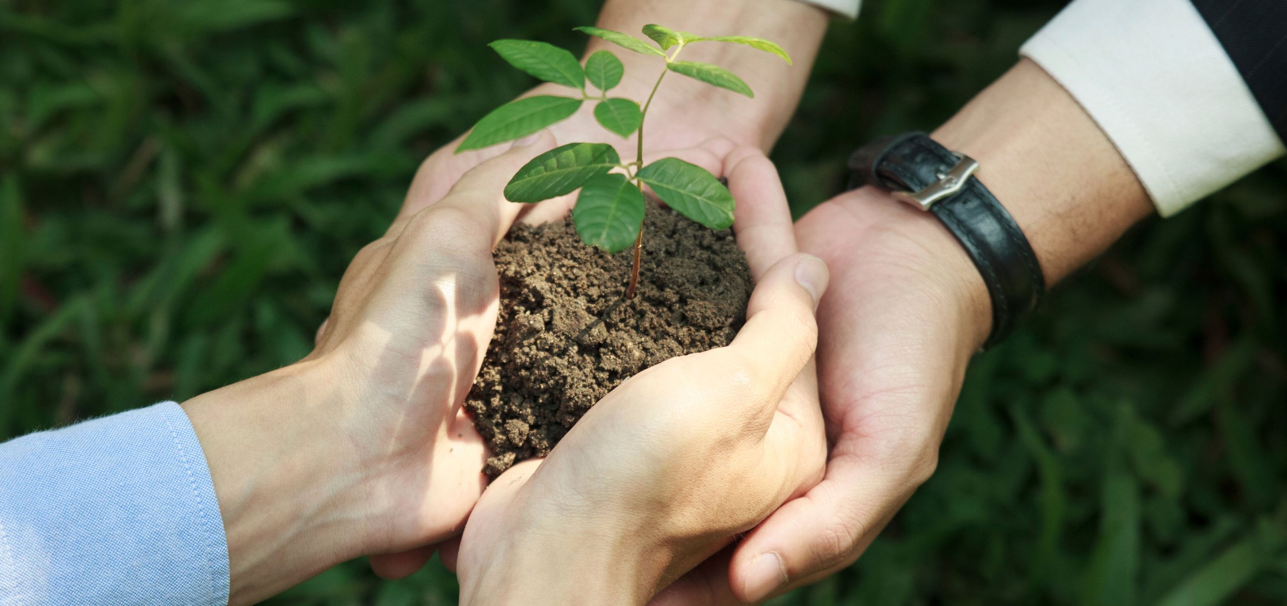 One person handing a small plant in soil to another, symbolizing tree planting and sustainability